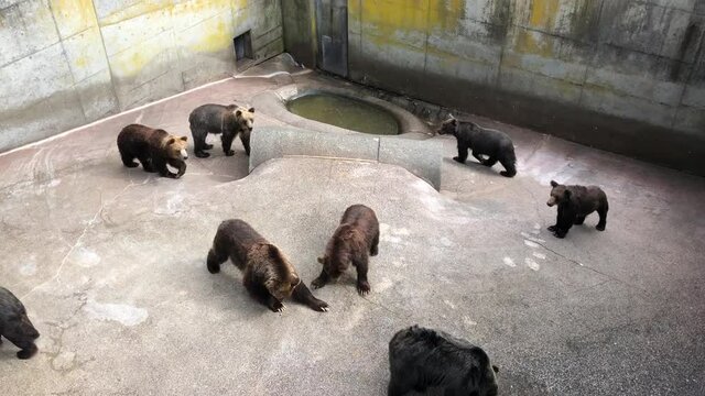 brown bears who want a snack in zoo