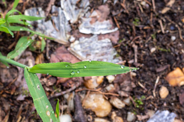 rain drops on the grass