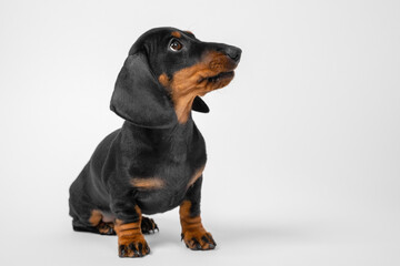 Cute dachshund baby sits biting its lip and obediently waiting. Puppy with pleading look asks for food, walk or attracts attention of owner, white background, copy space.