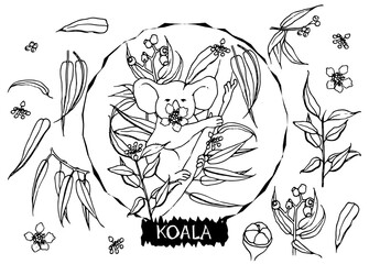 Vector black and white illustration of koala with eucalyptus leaves in doodle style. All objects are isolated