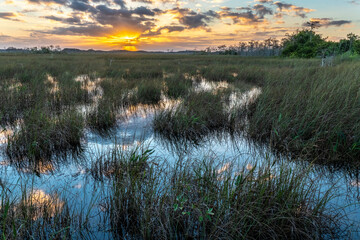 Grass and reed in the water of a slow flowing river, a swamp as the sun breaking through distance clouds, Everglades National Park, Florida