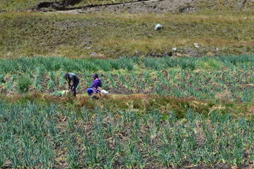 agricultores sembrando en el campo