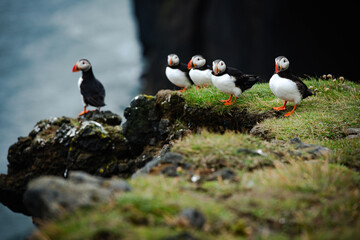 Atlantic puffins on a cliff in Iceland