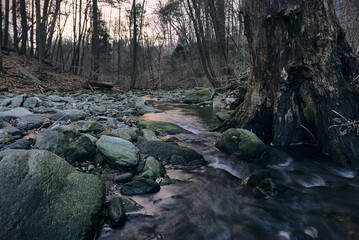 stream in the forest at sunset