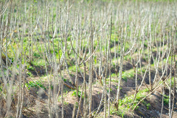 Cassava trees which suffer from blight causes the leaves to fall