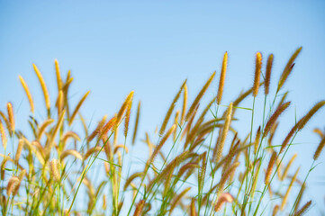 Obraz premium The flowers of the grass in nature are beautiful.