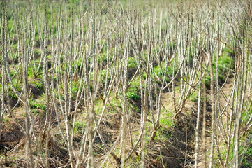 Cassava trees which suffer from blight causes the leaves to fall
