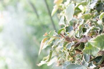leaves in a tree; bright sunny plant