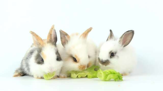 Group of Lovely bunny easter fluffy rabbits, Adorable baby rabbits eat green vetgetable on white background. Easter white hares eat carrot, concept for Easter. Close - up of a rabbit.
