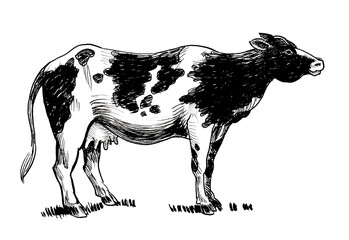 Milk dairy cow. Ink black and white drawing