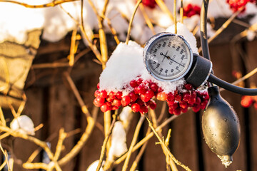A medical tonometer hangs on a bush next to bunches of viburnum berries in winter.