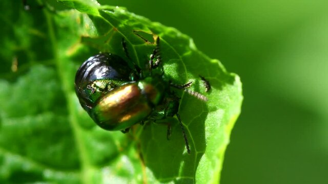 Green Dock Beetle pair during copulation. Their Latin name are Gastrophysa viridula.