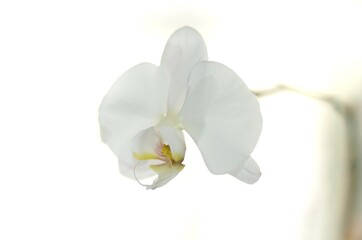 Naklejka na ściany i meble White Phalenopsis orchid