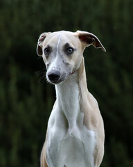 Whippet