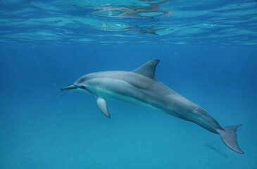 Swimming with Wild Spinner Dolphins in Hawai