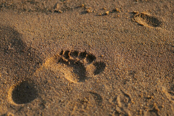 Detail of a footprint in wet sand 