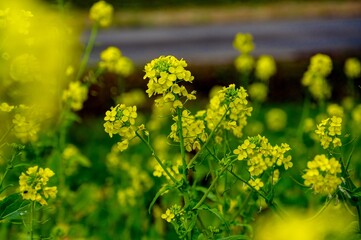 菜の花