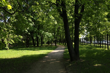 Fototapeta na wymiar trees in the park, sun, summer