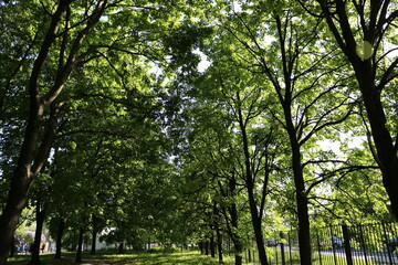 trees in the park, sun, summer