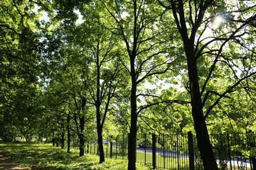 Fototapeta premium trees in the park, sun, summer