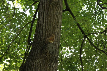 squirrel on a tree in the park in summer