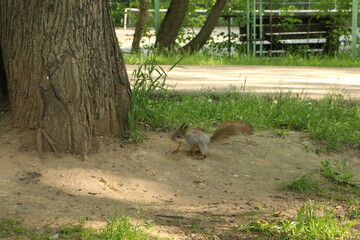 squirrel in the park in summer