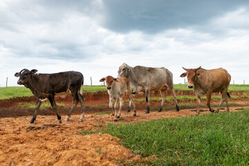 boi e bezerro na fazenda