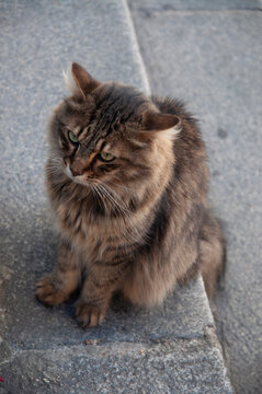ねこ