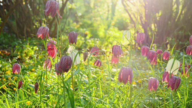 Fritillaries, known as Lily of King's meadow, blooming in the sun, shot in Jakobstad, Finland
