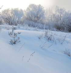 Obraz premium Winter fog in the vicinity of Omsk, Siberia Russia