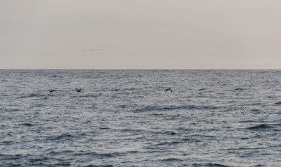 Flock of brown pelicans flying in formation close to the surface of the Pacific ocean near Point Mugu, Ventura County, Southern California