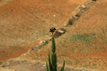 Hawk resting on top of the cypress tree, Acocro, Perú