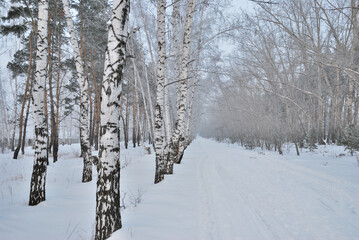 Winter fog in the vicinity of Omsk, Siberia Russia