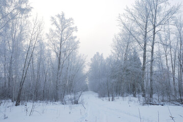 Winter fog in the vicinity of Omsk, Siberia Russia