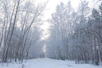 Winter fog in the vicinity of Omsk, Siberia Russia