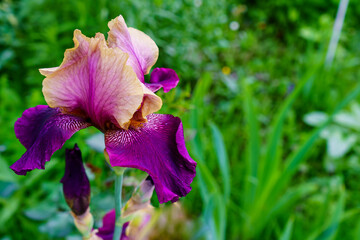 Colorful iris petals on blurred garden background