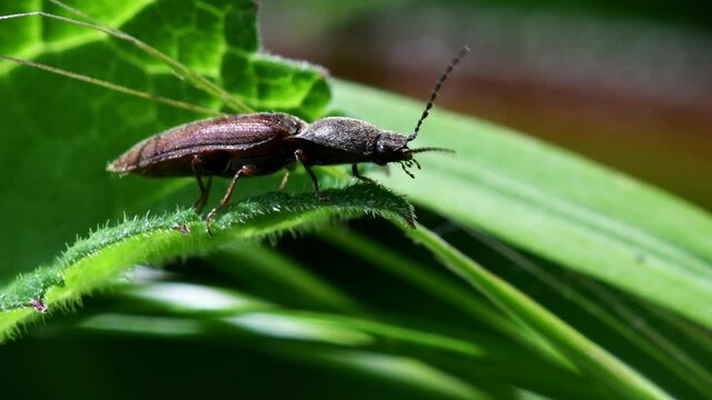 Athous haemorrhoidalis Beetle on a leaf.