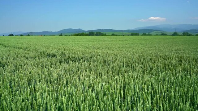 Under the blue sky, full wheat ears of the green wheat fields swaying gently in the wind in Freiburg, Baden-Wurttemberg, Germany, shooting in Bad Krozingen