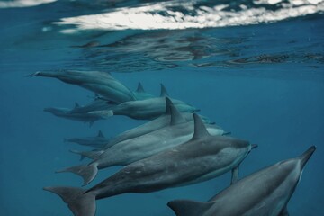 A Pod of Wild Spinner Dolphins in Hawaii 