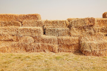 agriculture farm symbol of harvest time with dried grass straw as a bundled tied haystack.