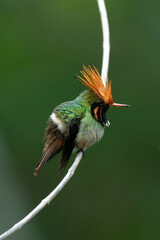 Rufous-crested coquette