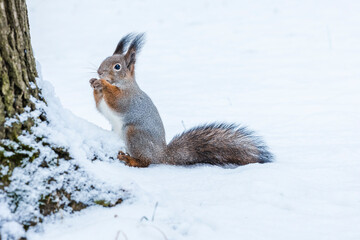 Squirrel sits in snow by tree and eats nuts in winter snowy park. Winter color of animal.