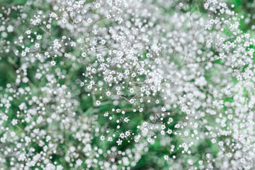 White small flowers texture background. Gypsophila white blooming