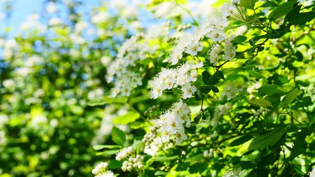 White blossoming hawthorn flowers swaying in the wind, shot in Jakobstad, Finland