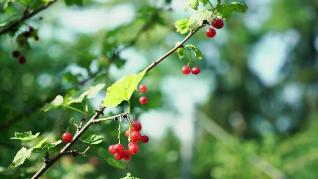 The dazzling redcurrant widely cultivated in Europe, in the blurred background