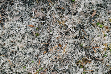 Abstract gray forest background. Natural summer pattern