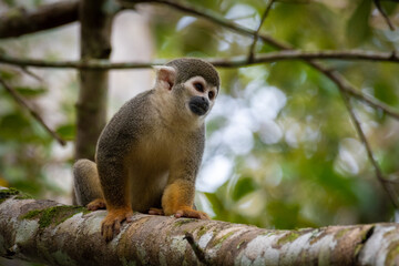 Squirrel monkey