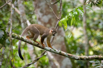 Squirrel monkey