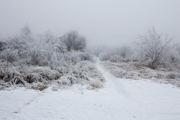 Fog vanishes distant view and snow covers path leading among trees. The feeling of coldness is in the air but the sun is rising. Trees in the forest on winter morning.