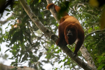 Howler monkey